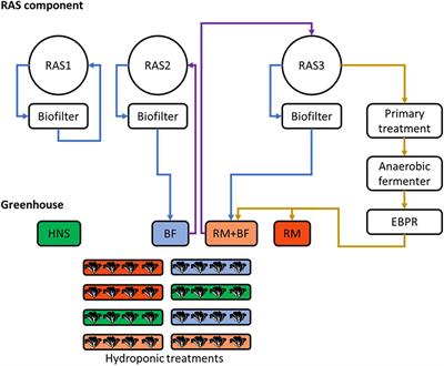 Improving Plant Health Through Nutrient Remineralization in Aquaponic Systems